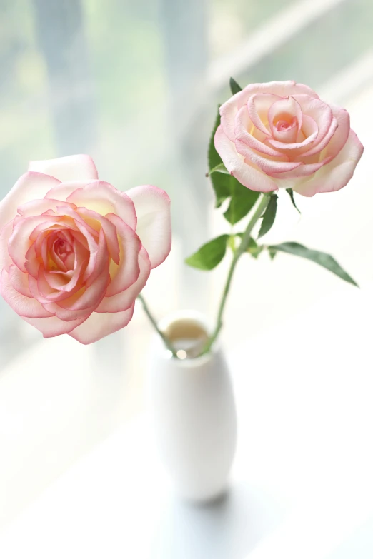 two pink roses are in a white vase