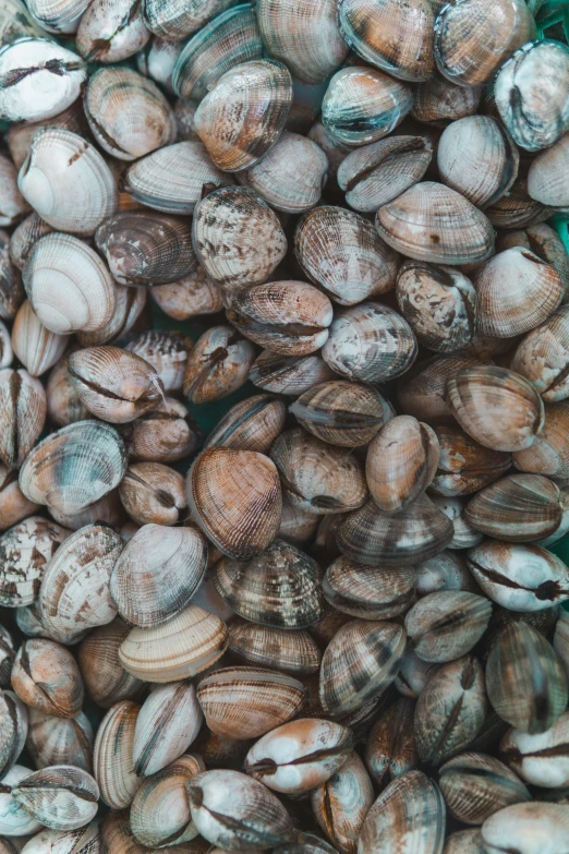 a group of clams that are being packed together