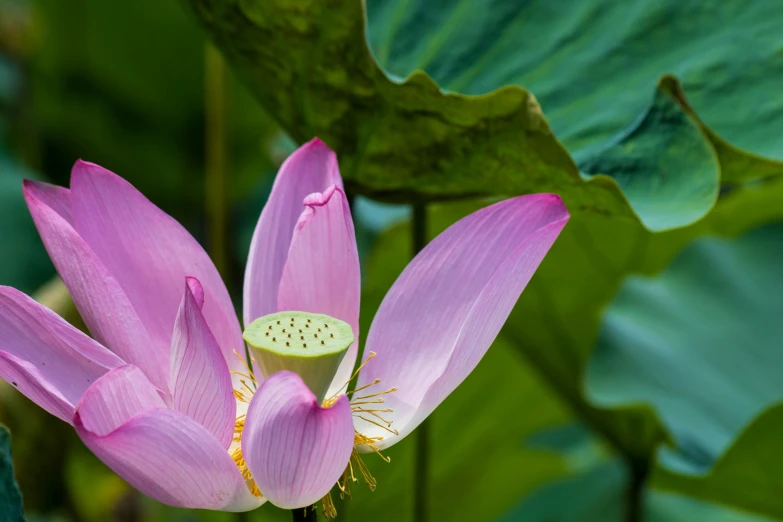 lotus flower with green center in the middle