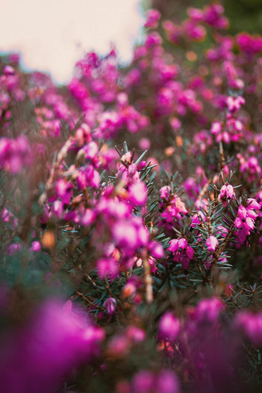 this is a picture of small pink flowers