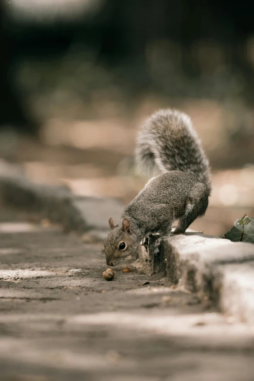 there is a small gray squirrel standing on a road