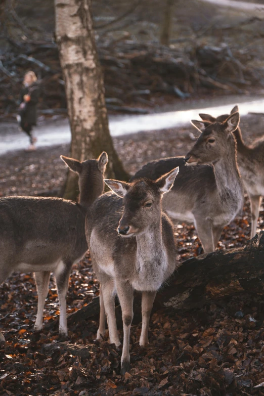 four small kangaroos and one is standing by a tree