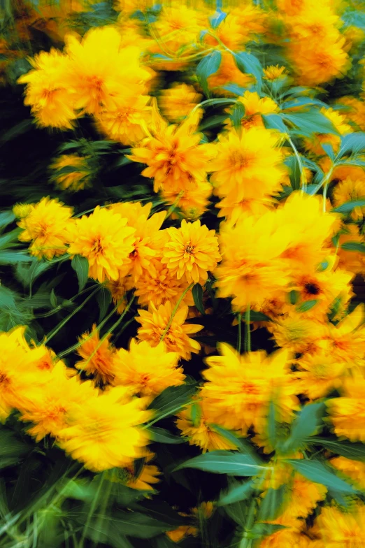 a bunch of flowers with bright yellow colors