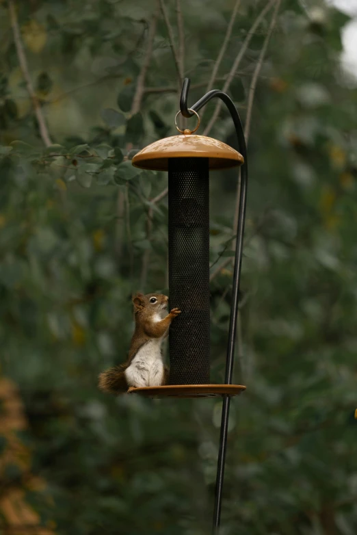 a squirrel sitting on the outside of a bird feeder