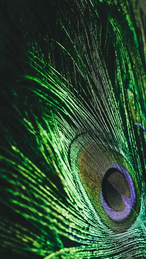 a close up po of a peacock feather