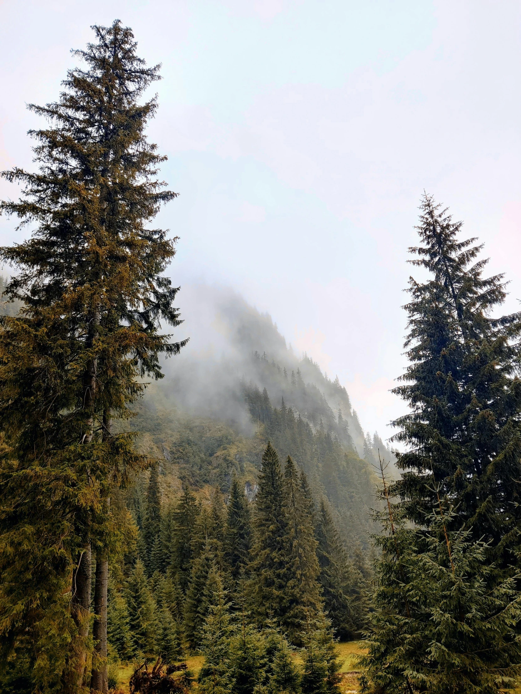 a large forest has tall evergreen trees on a sunny day