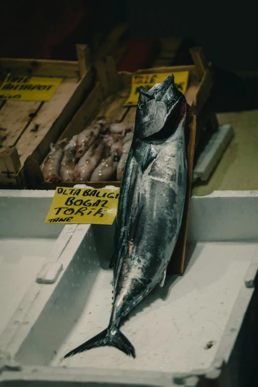 some tunas and donuts are in boxes at a market