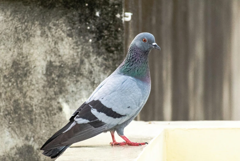 a bird that is sitting down on the ledge