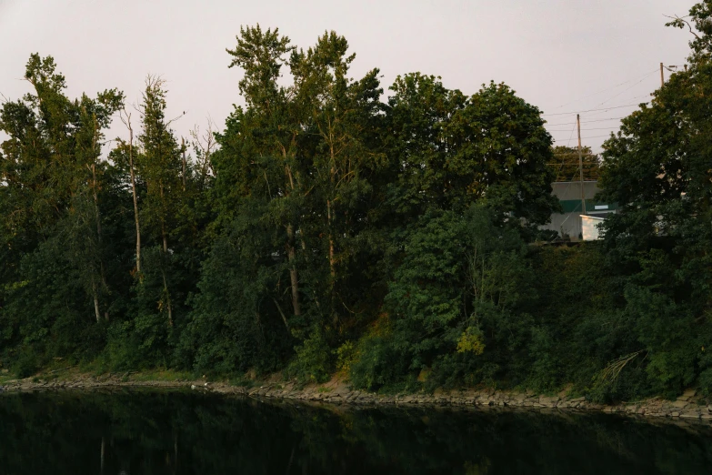 a large body of water surrounded by lush green trees