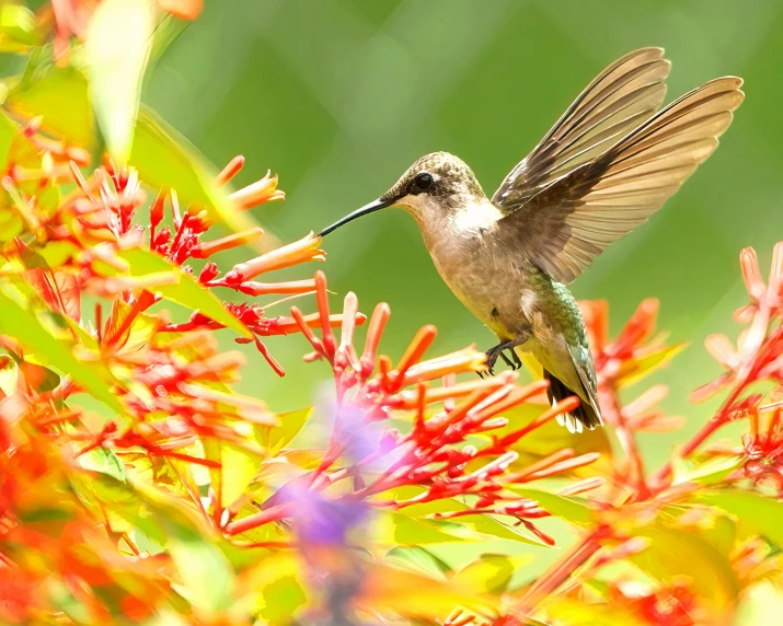 there is a small bird that is on the nch