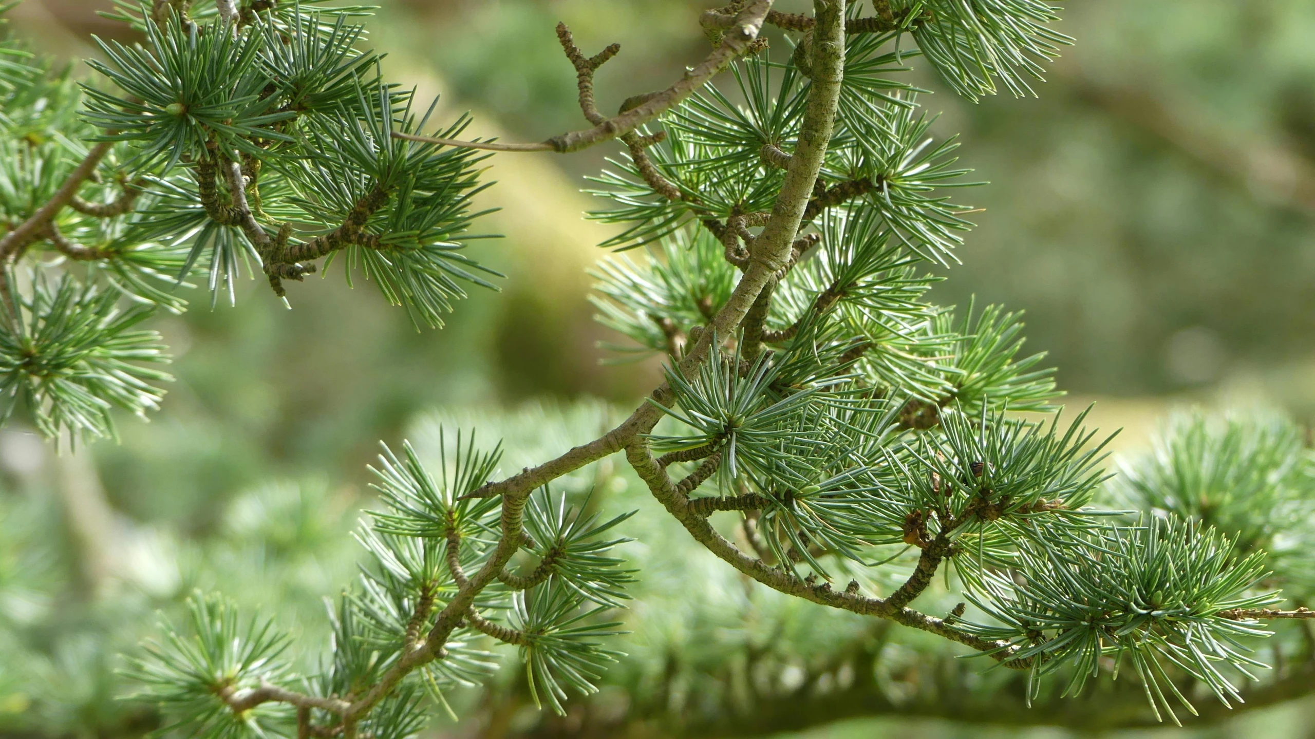 close up of green leaves on nches of trees