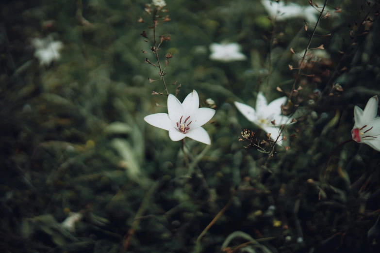 three flowers are near each other near trees