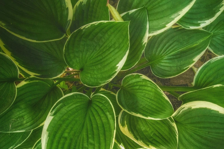 a po of a plant with green leaves