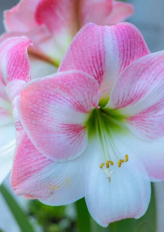 three pink and white flowers with a green stem