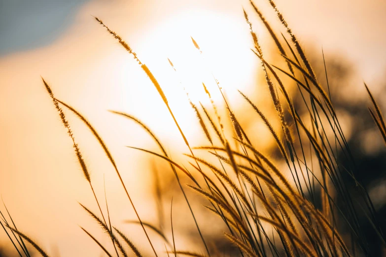 long brown grass blowing in the wind