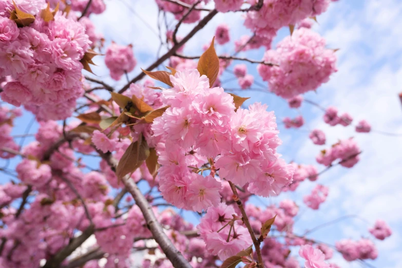 pink blossoming trees are in bloom on the nch