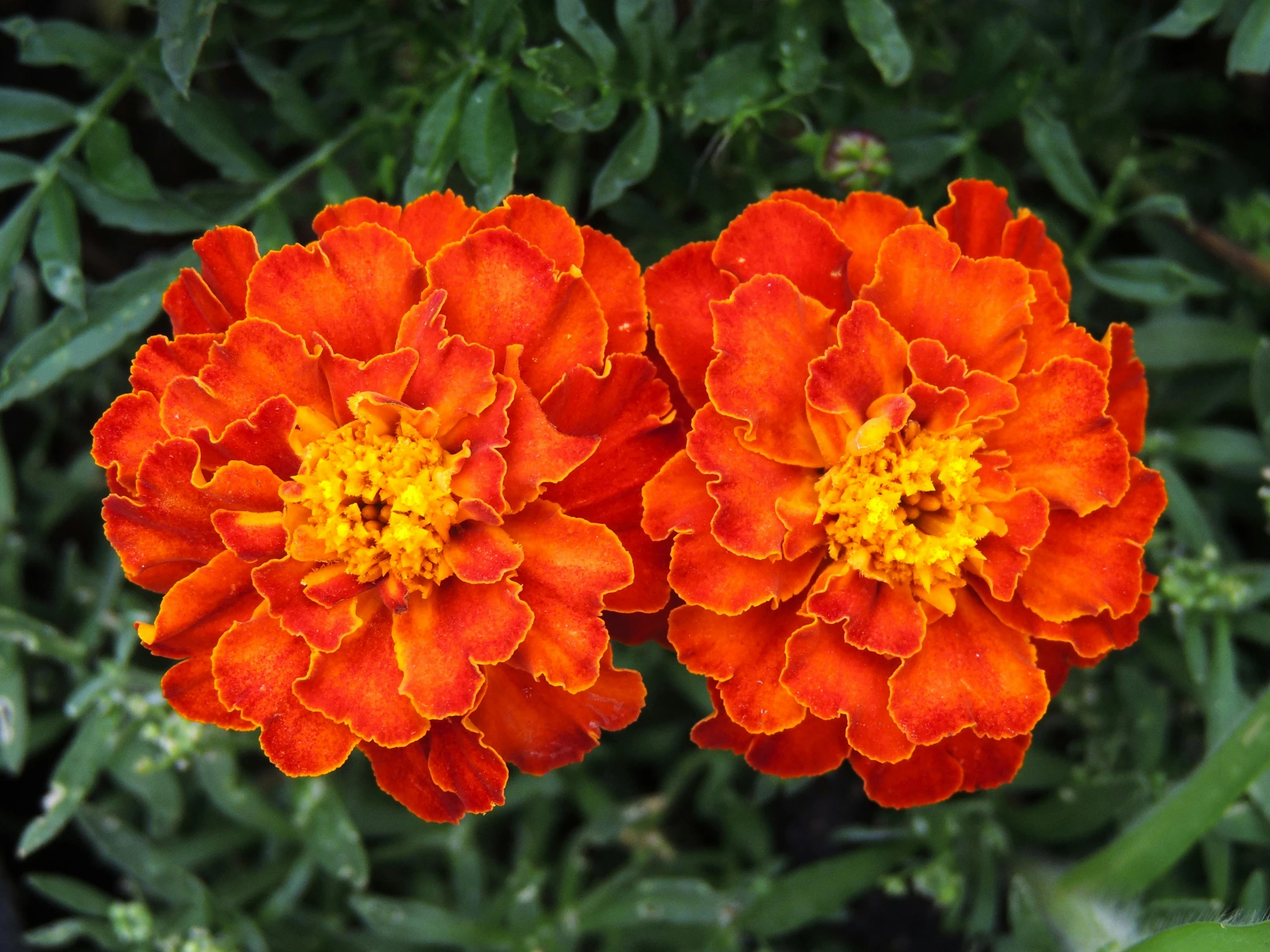 two red and yellow flowers in the background