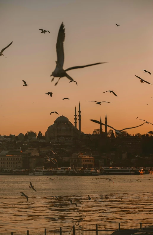 a flock of birds flying over a lake in front of the city