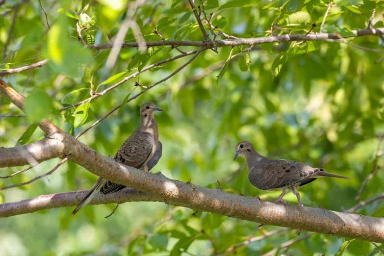 two birds are perched on a nch of the tree