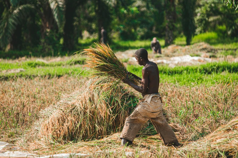 there is a man carrying a stalk of grass