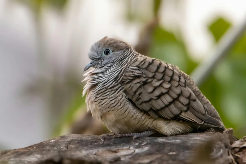 a bird sitting on top of a log in a forest