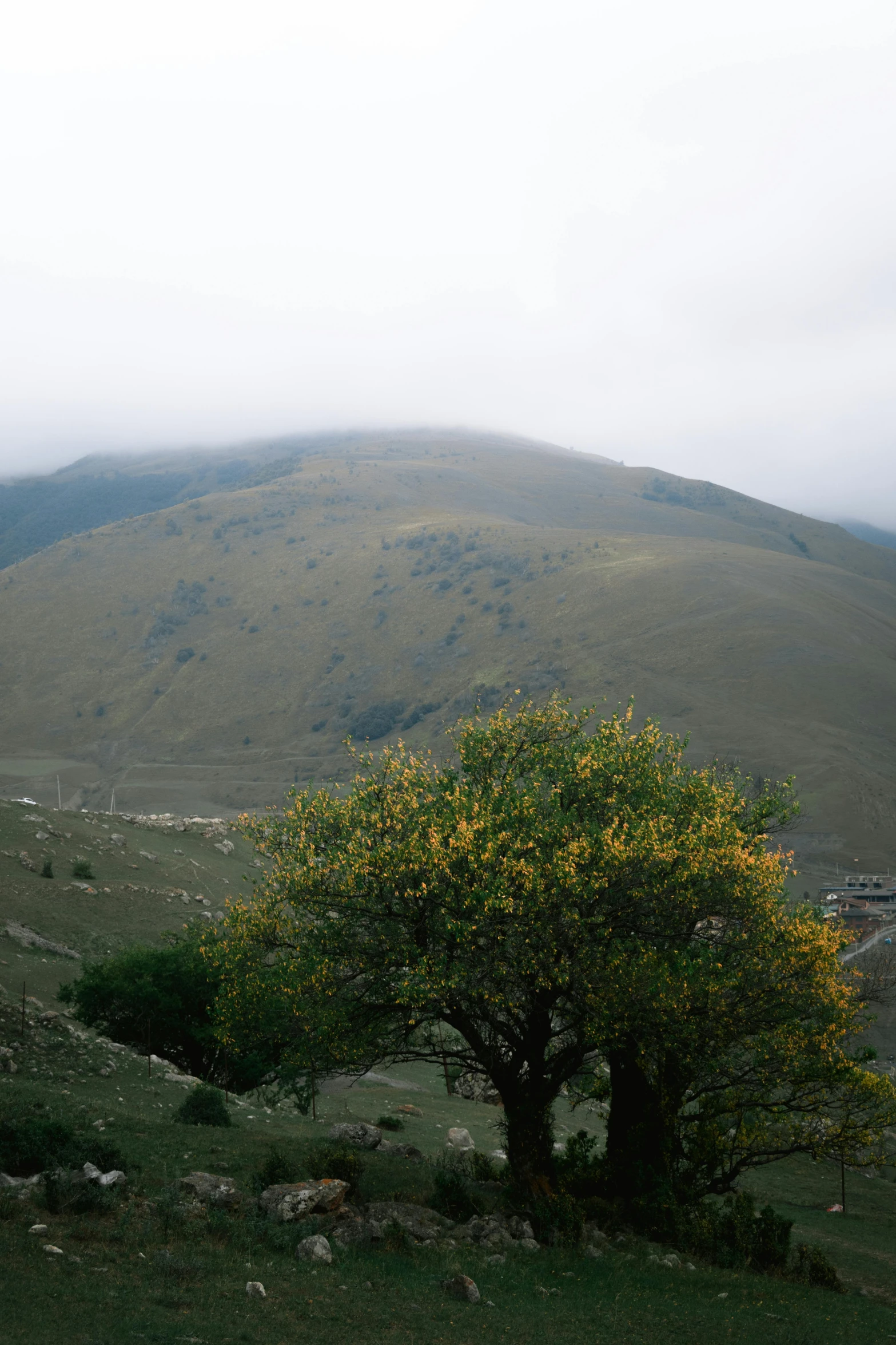 an uphill mountain is in the distance with a lone tree