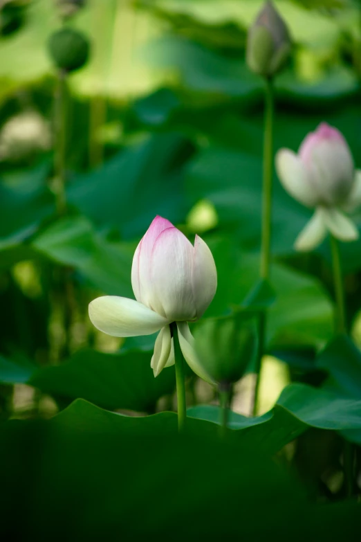 this is an image of a flower in the wilderness