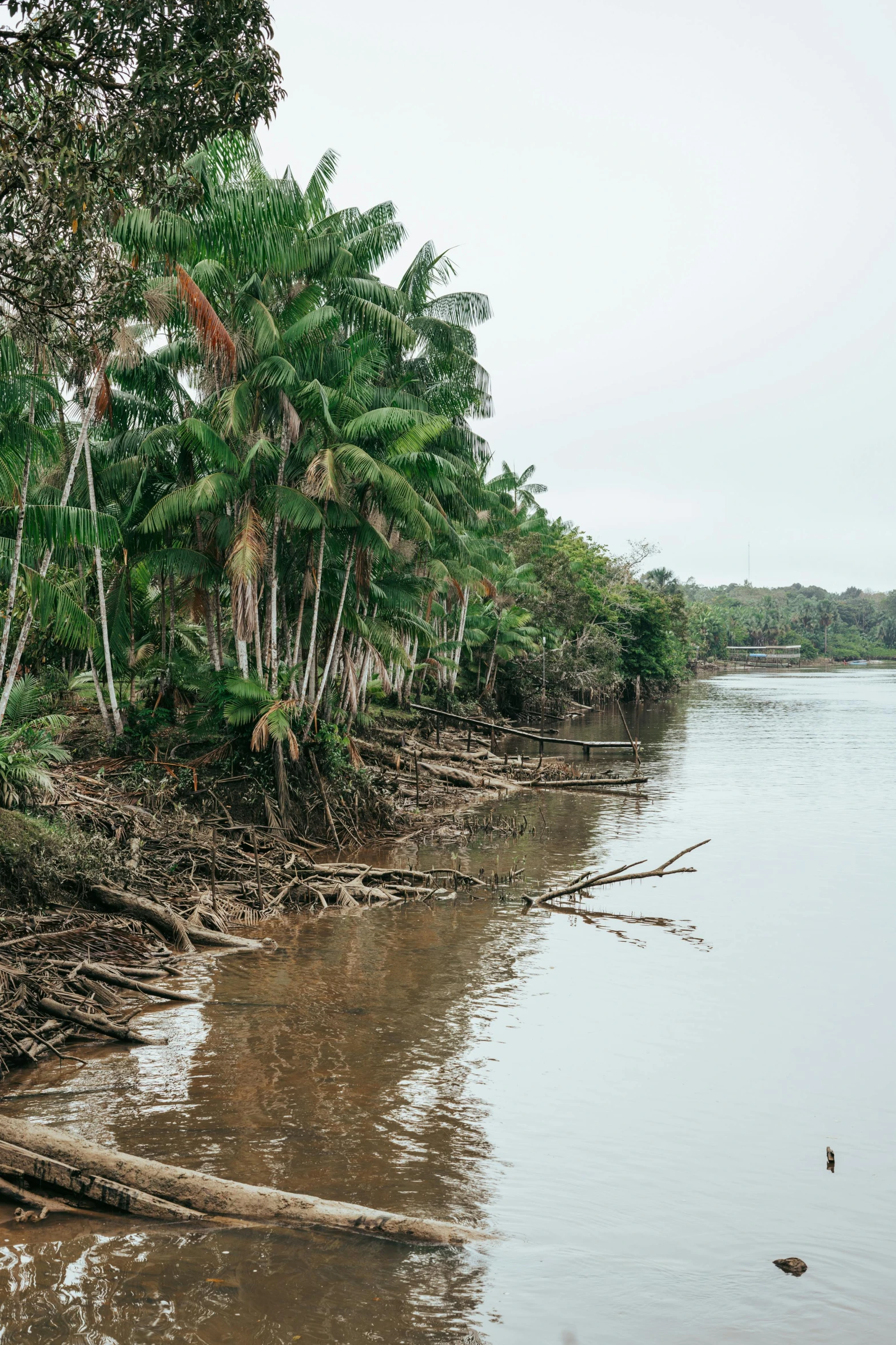 a river with a bunch of trees around it