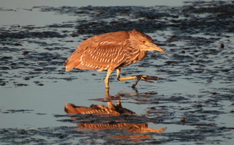 a large bird walking through the water