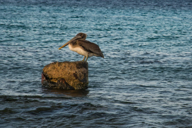 a brown bird is sitting on top of a rock