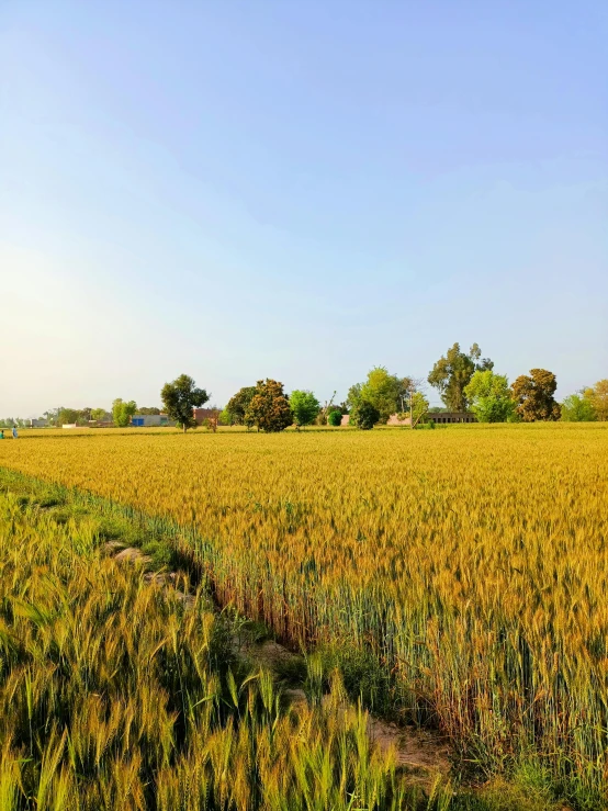 a field full of tall grass under a clear blue sky