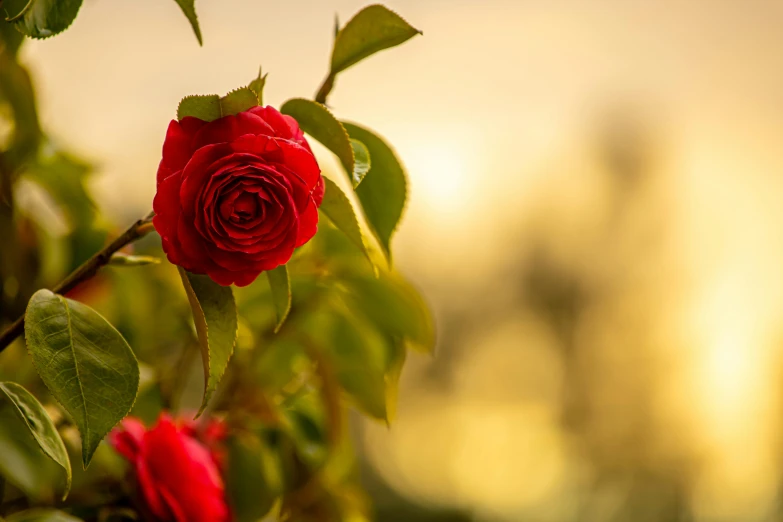 the red roses are blooming on the bush in front of the camera