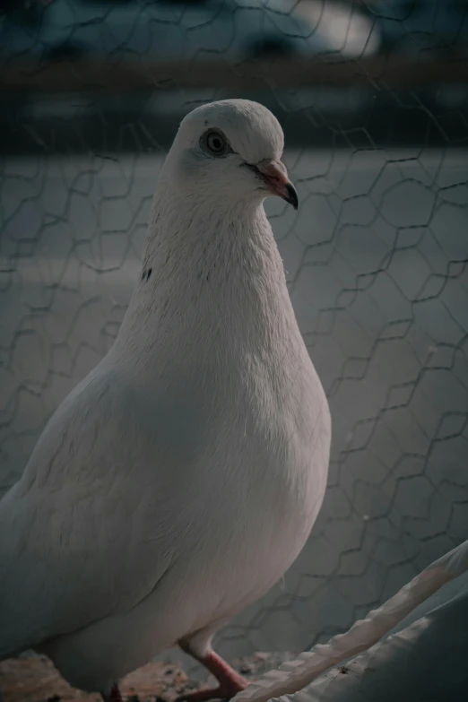 a white bird is standing by the fence