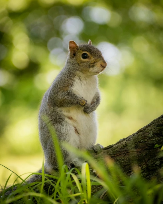 a squirrel is standing up on the bark of a tree