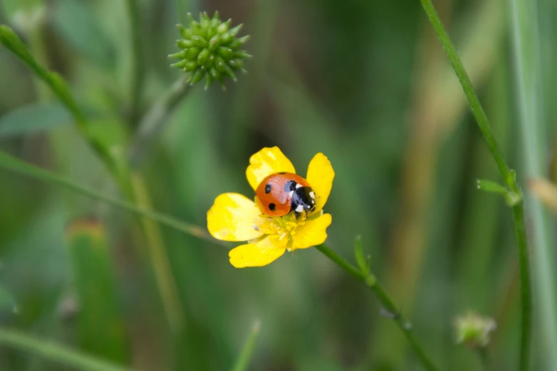 ladybug sitting on a yellow flower looking for food