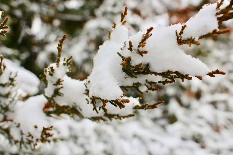 the nch of a tree covered in snow