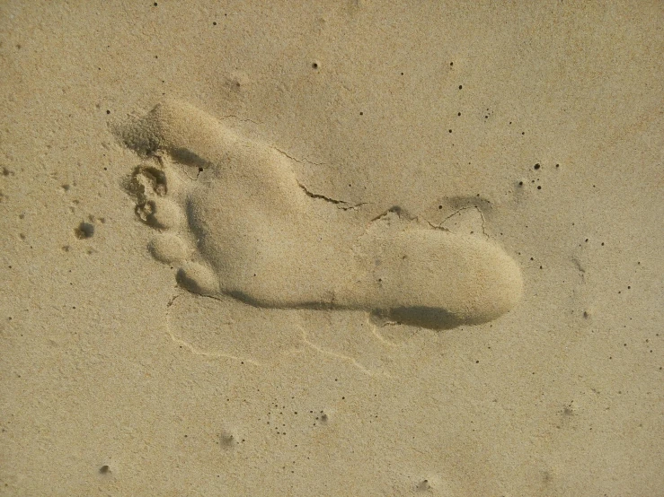 foot prints left by an animal on the sand