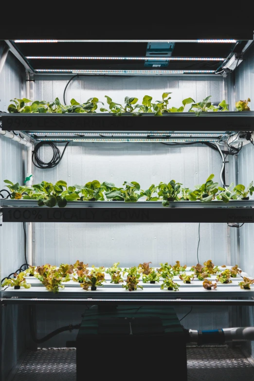 a row of growing plants in an outdoor greenhouse