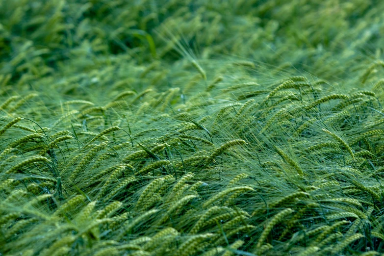 closeup of tall grass with white frecks on them
