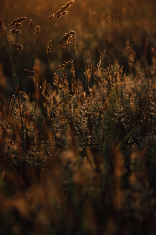 some grass and some flowers in front of a sun