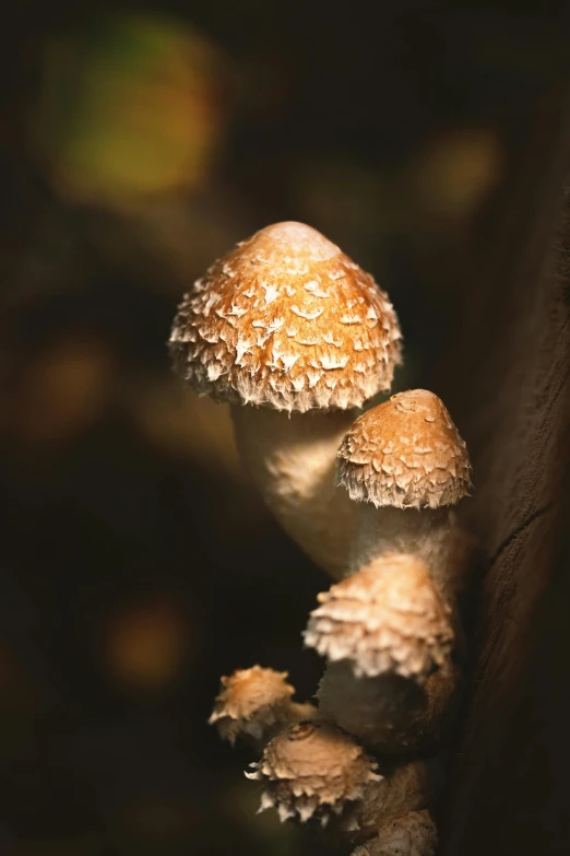 three mushrooms are sitting on the edge of a table