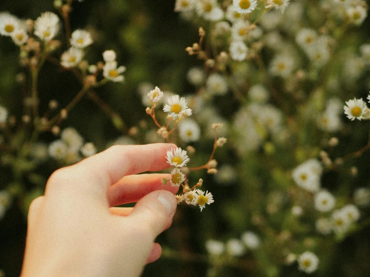 someone holding onto some white flowers with yellow centers