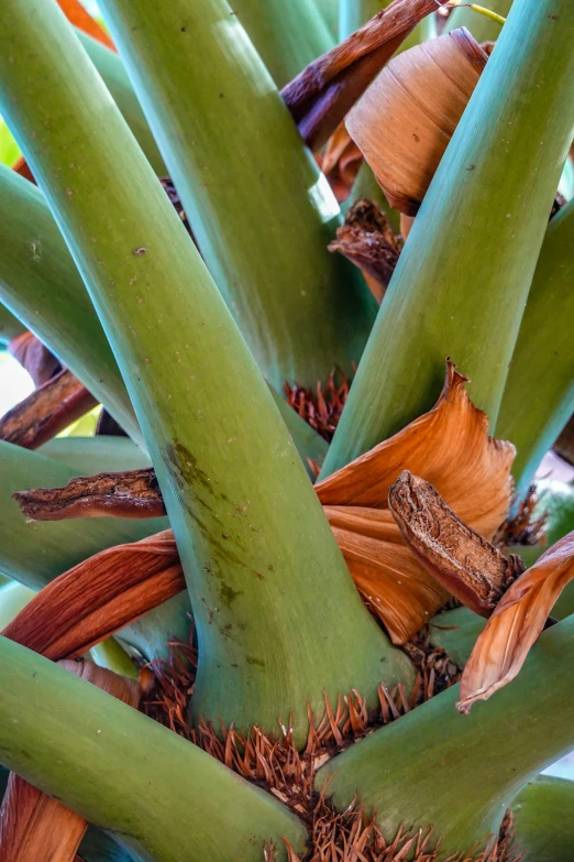 a close up of the leaves and nches of a tree