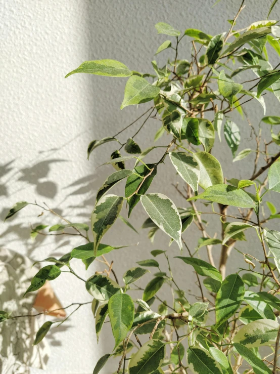 small plant with lots of green leaves by a wall