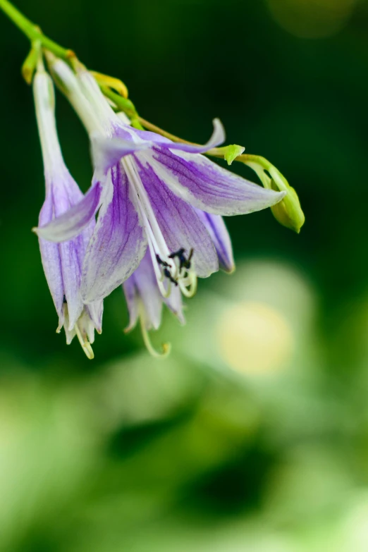 a purple flower is blooming on a green plant