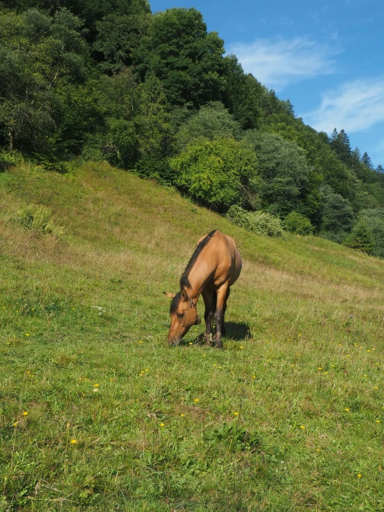 an animal is eating in a grassy field