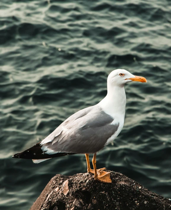 the bird stands on the rock and looks at the water