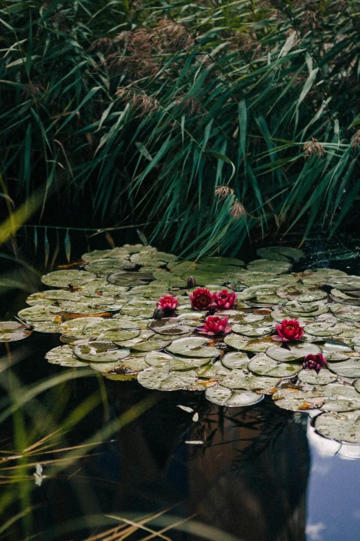 three flowers in the middle of a lily pad