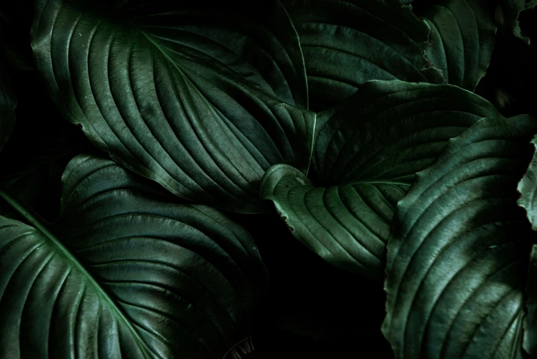 close up of a very dark and leafy plant