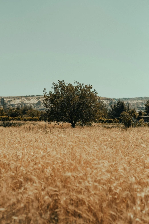 a large field with tall grass and trees in it